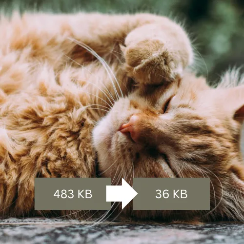 An optimized image of a cat in webP format.